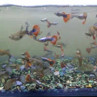 فروش تعدادمحدود گوپی بیگ ایر مولد وسالم ،غذاخور