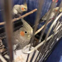 عروس هلندی|پرنده|کرمانشاه, |دیوار