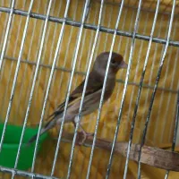 سره قناری|پرنده|ری, شهادت|دیوار