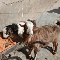 دو عدد بز و بزغاله جوان|حیوانات مزرعه|دالاهو, |دیوار