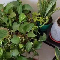 گل و گلدان اپارتمان ۲۳ عدد یکجا|گل و گیاه طبیعی|پردیس, فاز ۳|دیوار