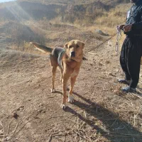 سگ گله|سگ|آبگرم, |دیوار