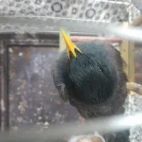 مرغ میناسخنگو