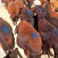 ۸۰عدد گوسفند قزل افشار جوان آبستن یکدست|حیوانات مزرعه|سلماس, |دیوار