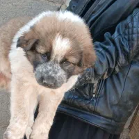 توله سگ قدرجونی|سگ|برخوار, |دیوار