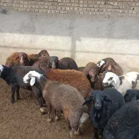 17رس بره نره قزل افشار جفتی 90تا100کیلو فقد نقدهست|حیوانات مزرعه|جوادآباد, |دیوار