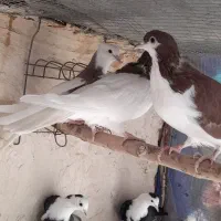 کربلایی کله سفید|پرنده|فرح دشت, |دیوار