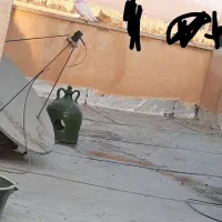 کفتر گم شده|حیوانات|پاکدشت, پاکدشت (مامازند)|دیوار