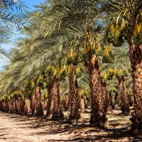 نخلستان