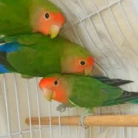 طوطی برزیلی