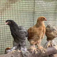 فروش نیمچه سایز درشت (برهما )