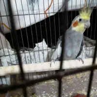 عروس فنج مرغ عشق کفتر نقشی پرشی ساتن غلاغع|پرنده|پیر بکران, |دیوار