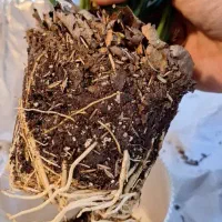 حراج گیاه آپارتمانی طبیعی|گل و گیاه طبیعی|اهواز, آریاشهر|دیوار