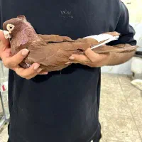 جفت صرب (صربستانی) شرطی