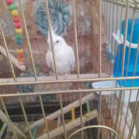 فروش عروس هلندی