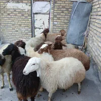 گوسفند داشتی