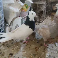 ماده رنگی|پرنده|شیراز, دارالرحمه|دیوار