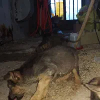 واگذاری ژرمن اصل|سگ|اهواز, بهارستان|دیوار