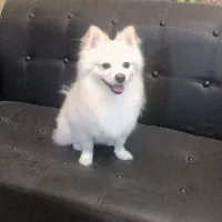 پامر روباهی نر سایز صفر