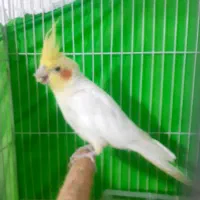 عروس لوتینو نر سخنگو