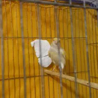 قناری نرو ماده|پرنده|همدان, |دیوار