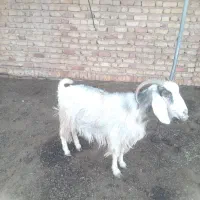 بز چاق|حیوانات مزرعه|سیدان, |دیوار