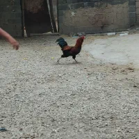 فرش مرغ خروس