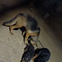 سگ ژرمن شپرد