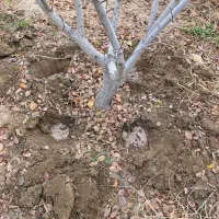 انجام کلیه کارهای باغبانی.هرس.