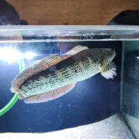 چانا گلدن کبری ۳۵ سانتی