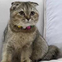 گربه اسکاتیش