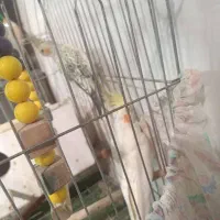 عروس هلندی|پرنده|قم, وادی السلام|دیوار