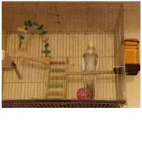 نرماده باقفس کاسکوچرخدار۳میلیون ماده باقفس۱ میلیون|پرنده|سبزوار, ابوریحان|دیوار