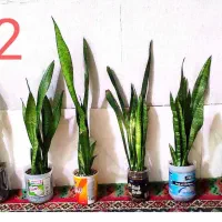 گل سانسور یا خانگی اپارتمانی