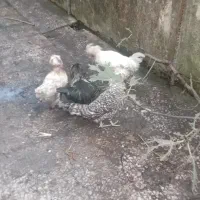 مرغ و خروس