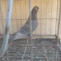 کبوتر قهوه ای|پرنده|اهواز, طالقانی|دیوار