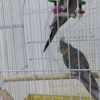 دو عدد عروس هلندی ۵ ماه اماده حرف زدن