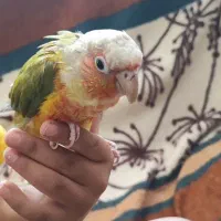 طوطی گرینچیک|پرنده|زاهدان, |دیوار