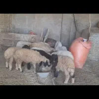 بره نر وماده گوسفند بز|حیوانات مزرعه|اهواز, بهارستان|دیوار
