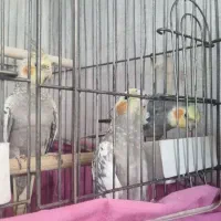 عروس هلندی مولد به همراه جوجه