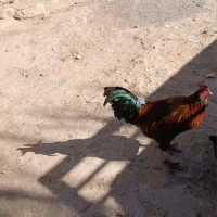 خروس و بوقلمو|حیوانات مزرعه|نورآباد, |دیوار