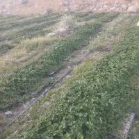 فروش نهال گرم سیری بدون هیچ مشکلی