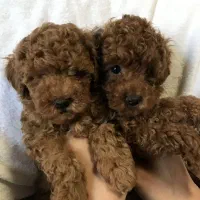 ریزترین سایز پودل- نر و ماده