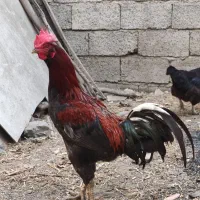 خروس لاری