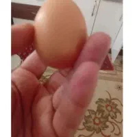 تخم مرغ محلی تازه سالم زرده نارنجی|خوردنی و آشامیدنی|مشهد, الهیه|دیوار