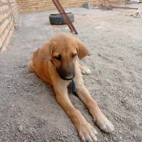 توله عراقی ماده