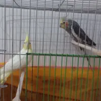 عروس هلندی  ماشین دره شهر|پرنده|دره شهر, |دیوار