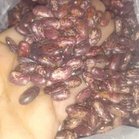 لوبیا چیتی ۳۳۰|خوردنی و آشامیدنی|پاکدشت, حصار امیر|دیوار