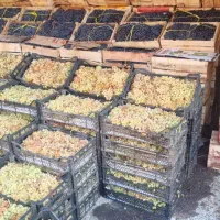 انگورشانی انگور شانی کشمش آفتابی دیم سنندج س|عمده‌فروشی|تهران, آبشار تهران (دریاچه)|دیوار