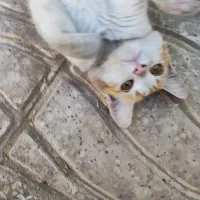 واگذاری  رایگان گربه زیر یکسال|گربه|اراک, |دیوار